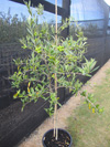 Olive Arbequina